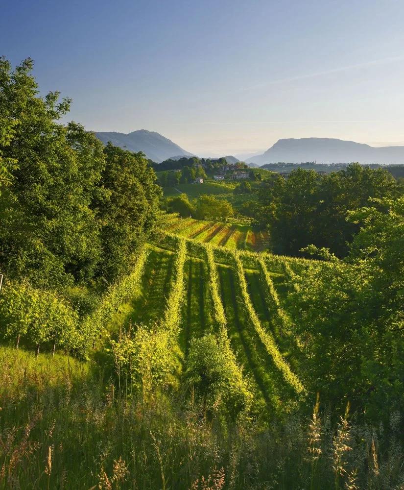 Cantina Bernardi